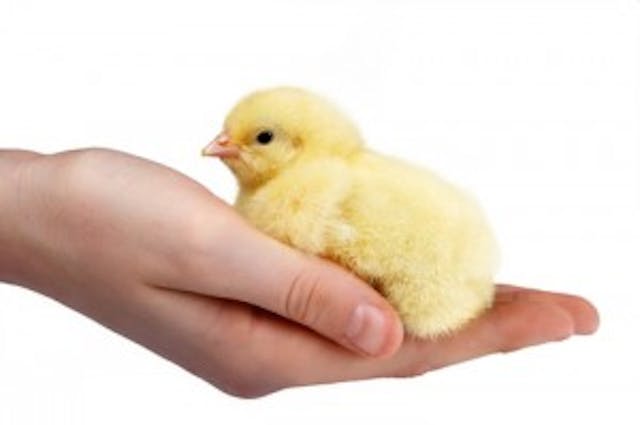 Embryology experiment breeds future pro-lifers image