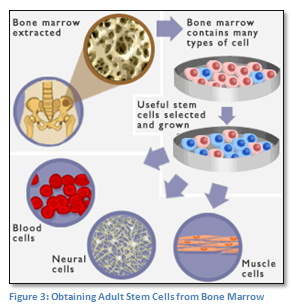 Stem cell research: the basics types of research, medical status, and ethical drawbacks image