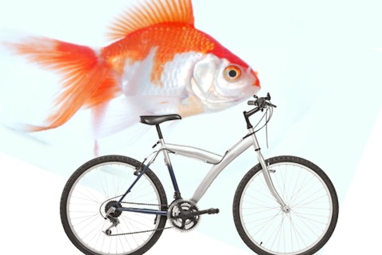 fish-bike