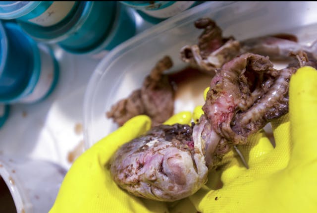 Baby Holly was dismembered by a D&E abortion in a Washington DC abortion facility. Photo courtesy of Progressive Anti-Abortion Uprising. Baby Holly was dismembered by a D&E abortion in a Washington DC abortion facility. Photo courtesy of Progressive Anti-Abortion Uprising.