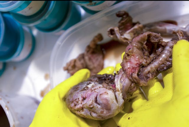 Baby Holly was dismembered by a D&E abortion in a Washington DC abortion facility. Photo courtesy of Progressive Anti-Abortion Uprising.