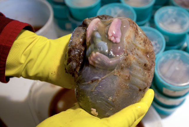 Baby Phoenix, with his or her perfectly formed hands and feet pictured still inside the amniotic sac. Photo courtesy of PAAU. Baby Phoenix, with his or her perfectly formed hands and feet pictured still inside the amniotic sac. Photo courtesy of PAAU.