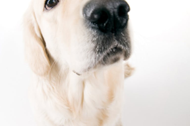 Golden retriever thinking