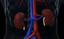 Human kidneys