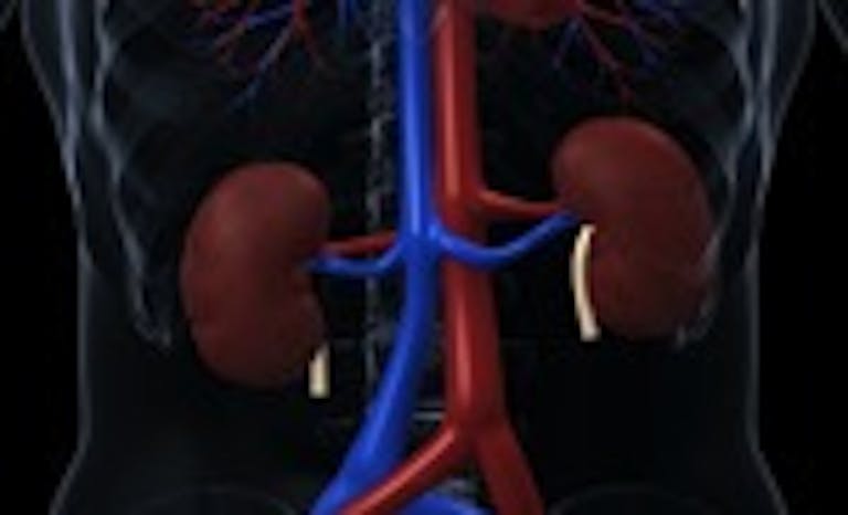 Human kidneys