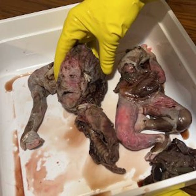 Baby Holly was dismembered late in pregnancy and found in a medical waste bin outside of a DC abortion business (estimated at possibly 26-28 weeks). Justice for the Five