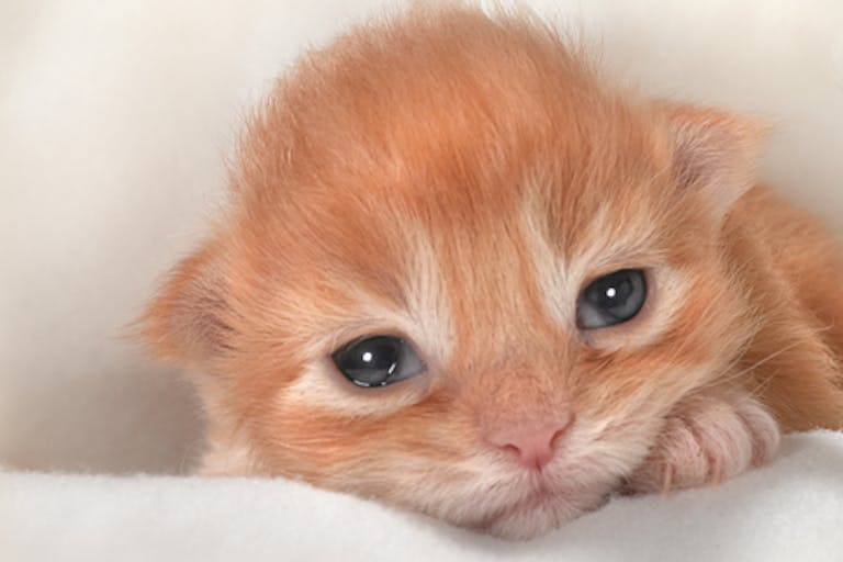 shutterstock_136846994