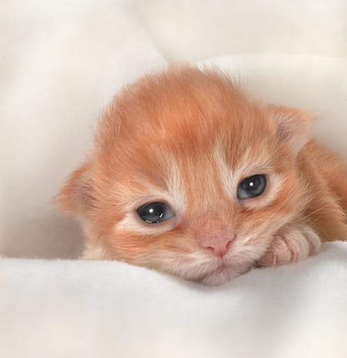 shutterstock_136846994
