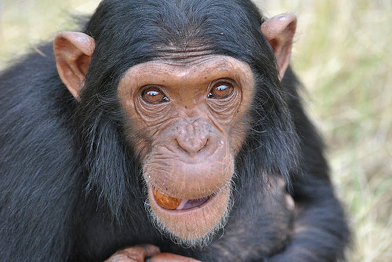chimp
