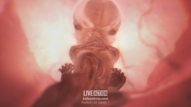 ‘Baby Olivia’ will give North Dakota students a window to the womb image