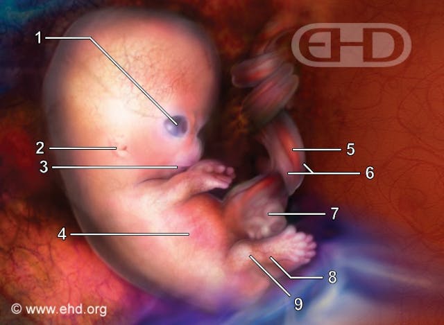 7-week-embryo