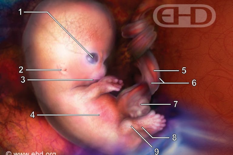 Photo: 7 1/2 week embryo, Endowment for Human Development Woman says she was ‘bulldozed’ into three abortions by boyfriend and abortion worker image