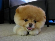 000puppy