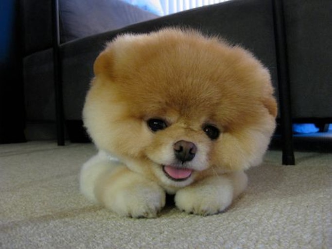 000puppy