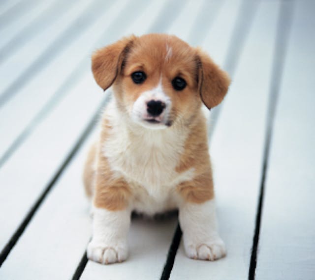 Why we must stop the dismemberment of living children image