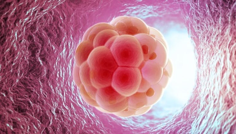 embryo