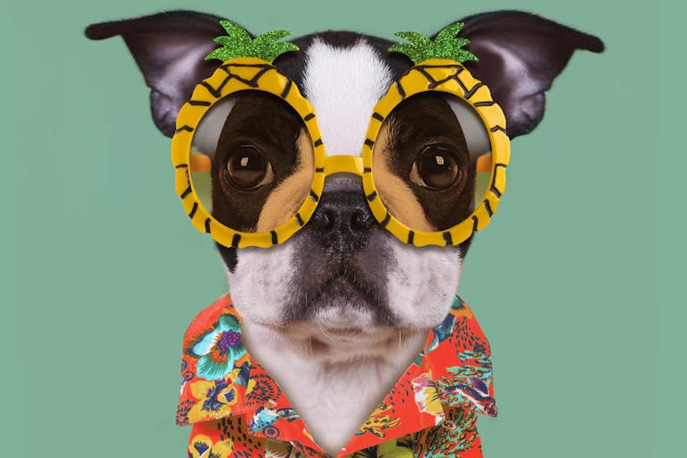 Funny dog wears pineapple glasses