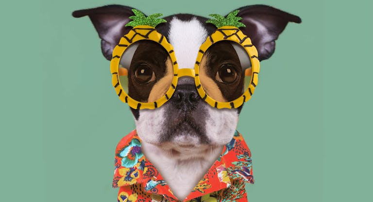 Funny dog wears pineapple glasses