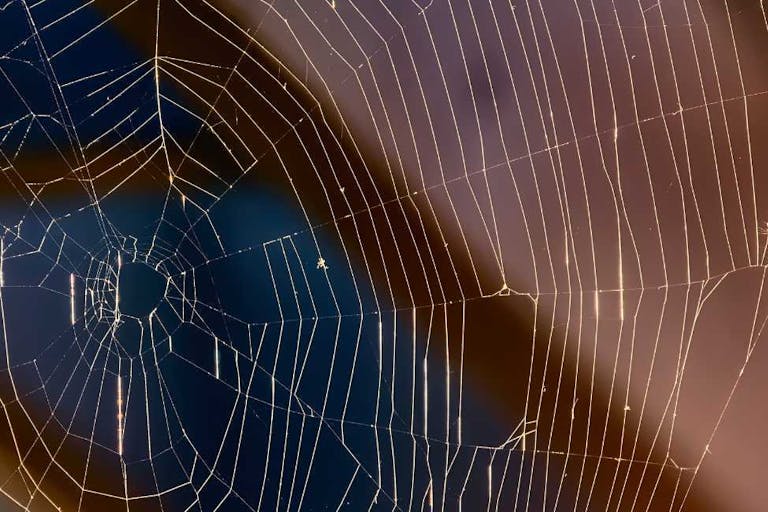 Spider Web