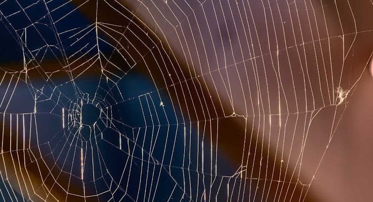 Spider Web