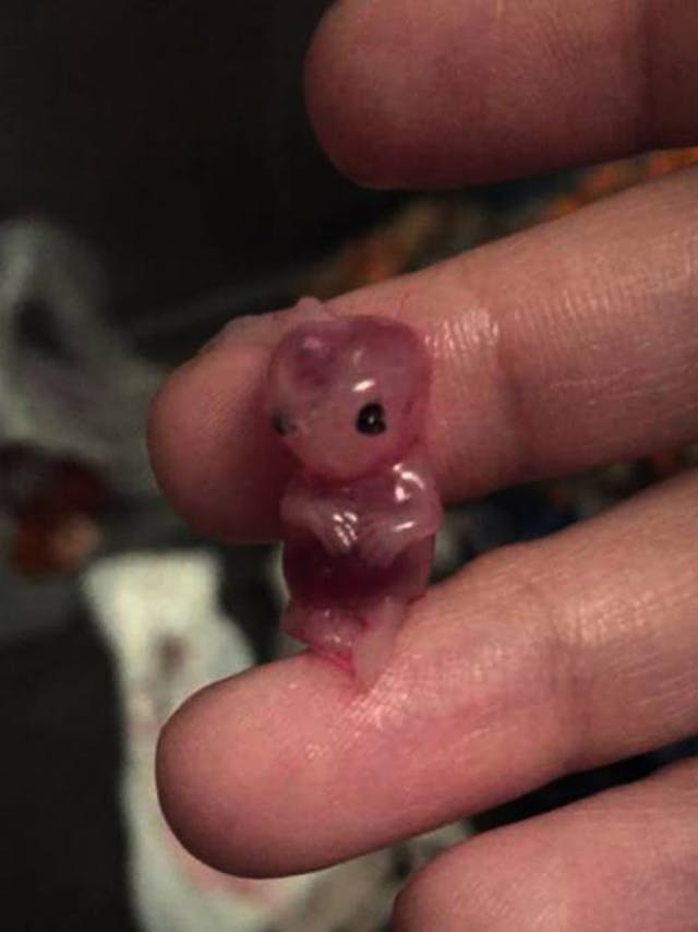 Christina’s baby died after she took both pills of the two-dose abortion pill. Photo courtesy of Christina and used with permission. 12714521_1968095796748993_1213397796_n