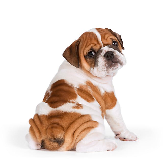 PUP-18-RK0218-01P