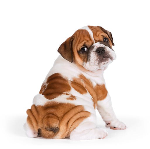 PUP-18-RK0218-01P
