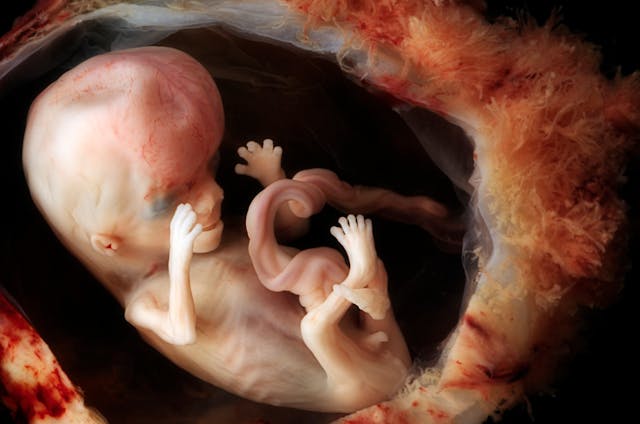 6 things you might not know about preborn babies in the first trimester image
