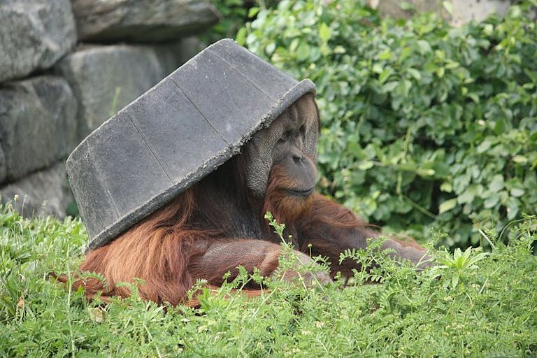 orangutan