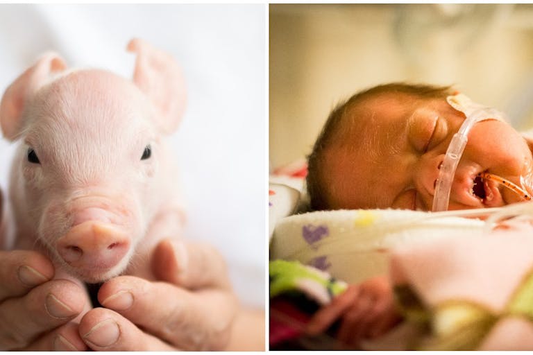 piglet and newborn getty