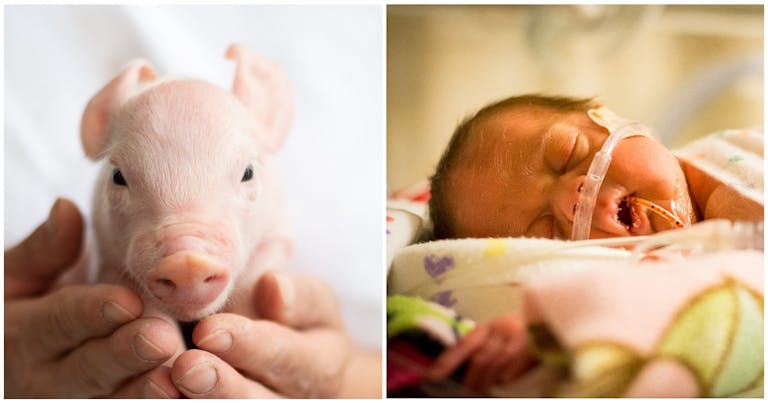 piglet and newborn getty
