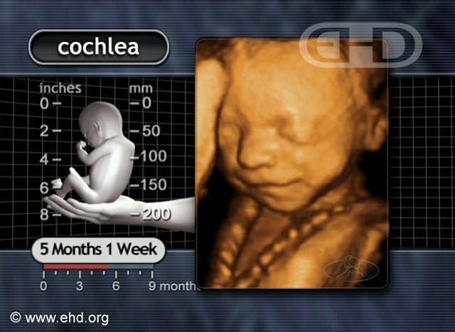 pregnant, second trimester