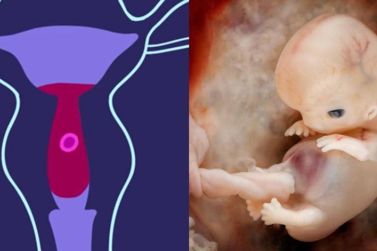 preborn baby circle and actual