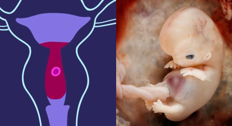 preborn baby circle and actual