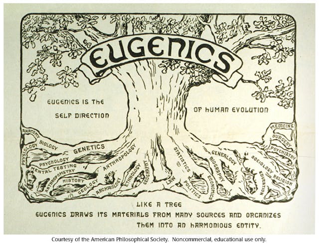 Eugenics Tree (Image: Courtesy of the APS) Image: Eugenics Tree (Image: Courtesy of the APS)