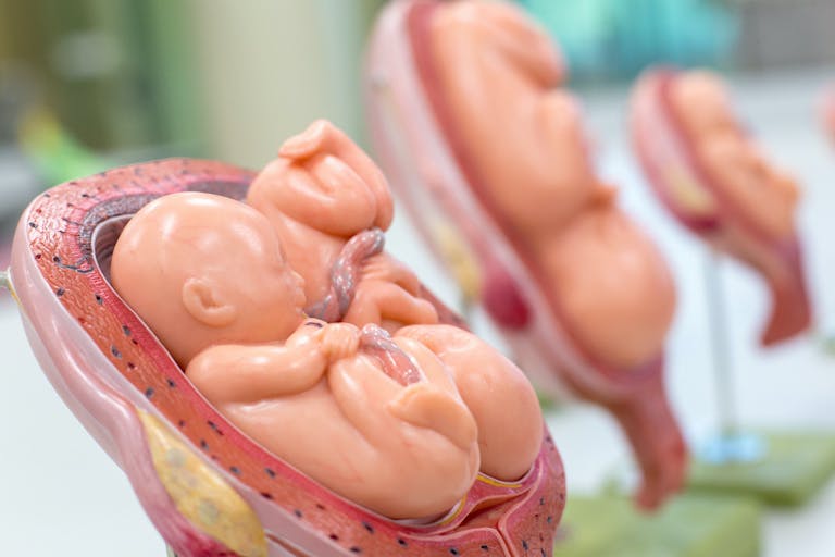fetal models