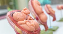 fetal models