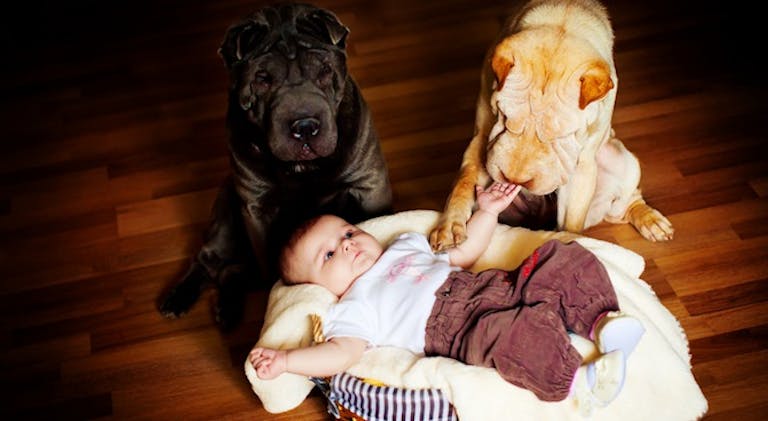 baby-dogs