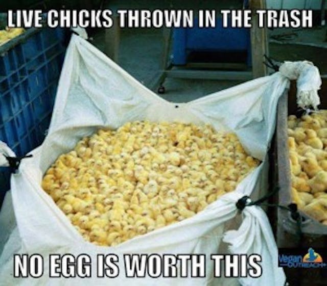 Baby chicks being tossed in trash. (from Vegan Outreach) Baby chicks being tossed in trash. (from Vegan Outreach)