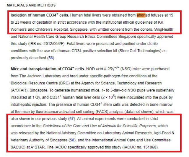 Humanized Mice program used aborted fetal babies Image: Humanized Mice program used aborted fetal babies