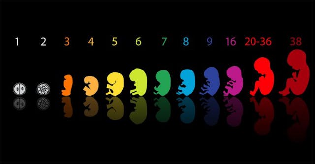 fetal-development