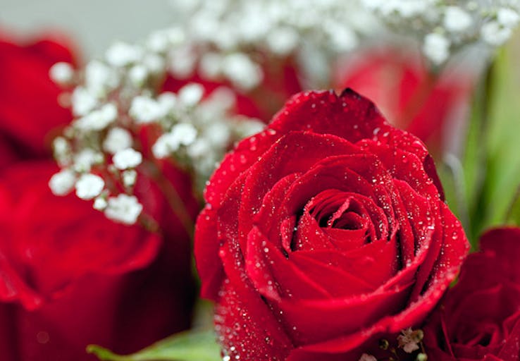 abortion, red rose rescue