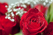 abortion, red rose rescue
