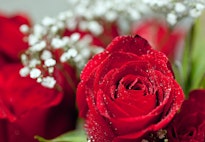 abortion, red rose rescue