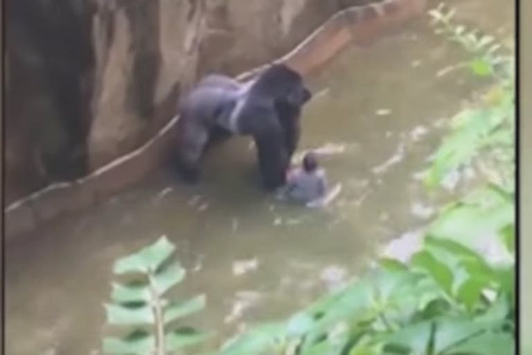 Harambe, Cincinnati Zoo