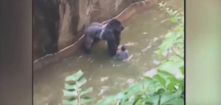 Harambe, Cincinnati Zoo
