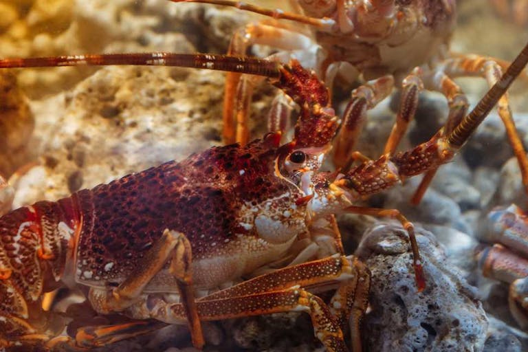 lobster, cephalopods