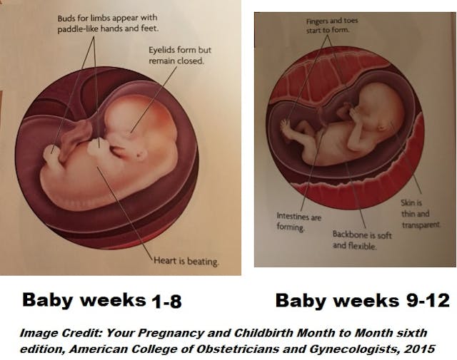 Baby weeks 1 to 8 and 9 to 12 (Image: edited from Your Pregnancy and Childbirth by ACOG) Image: Baby weeks 1 to 8 and 9 to 12 (Image: edited from Your Pregnancy and Childbirth by ACOG)