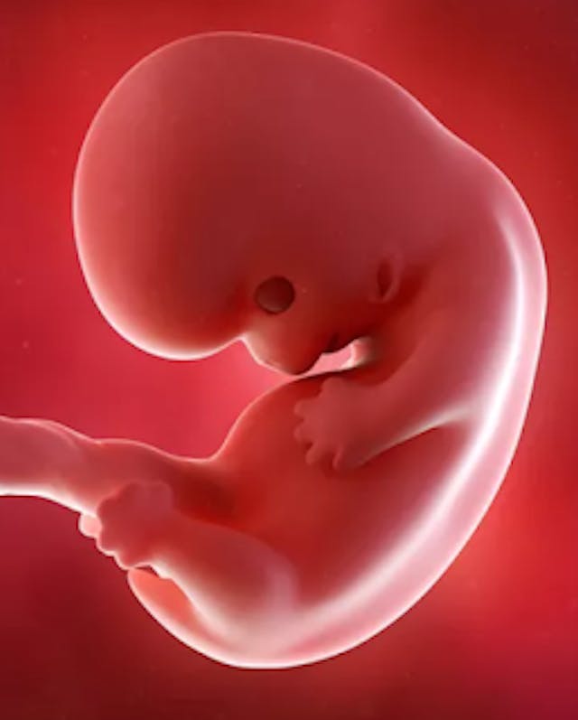 Hey, media: Calling an embryo’s heartbeat a ‘heartbeat’ is medically correct image