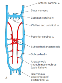 Hey, media: Calling an embryo’s heartbeat a ‘heartbeat’ is medically correct image